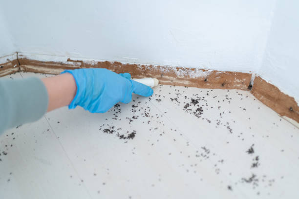 Best Flea Control Services  in Loyalhanna, PA